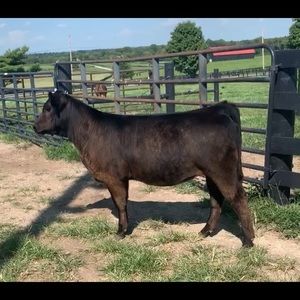 Meet your Posher, Will